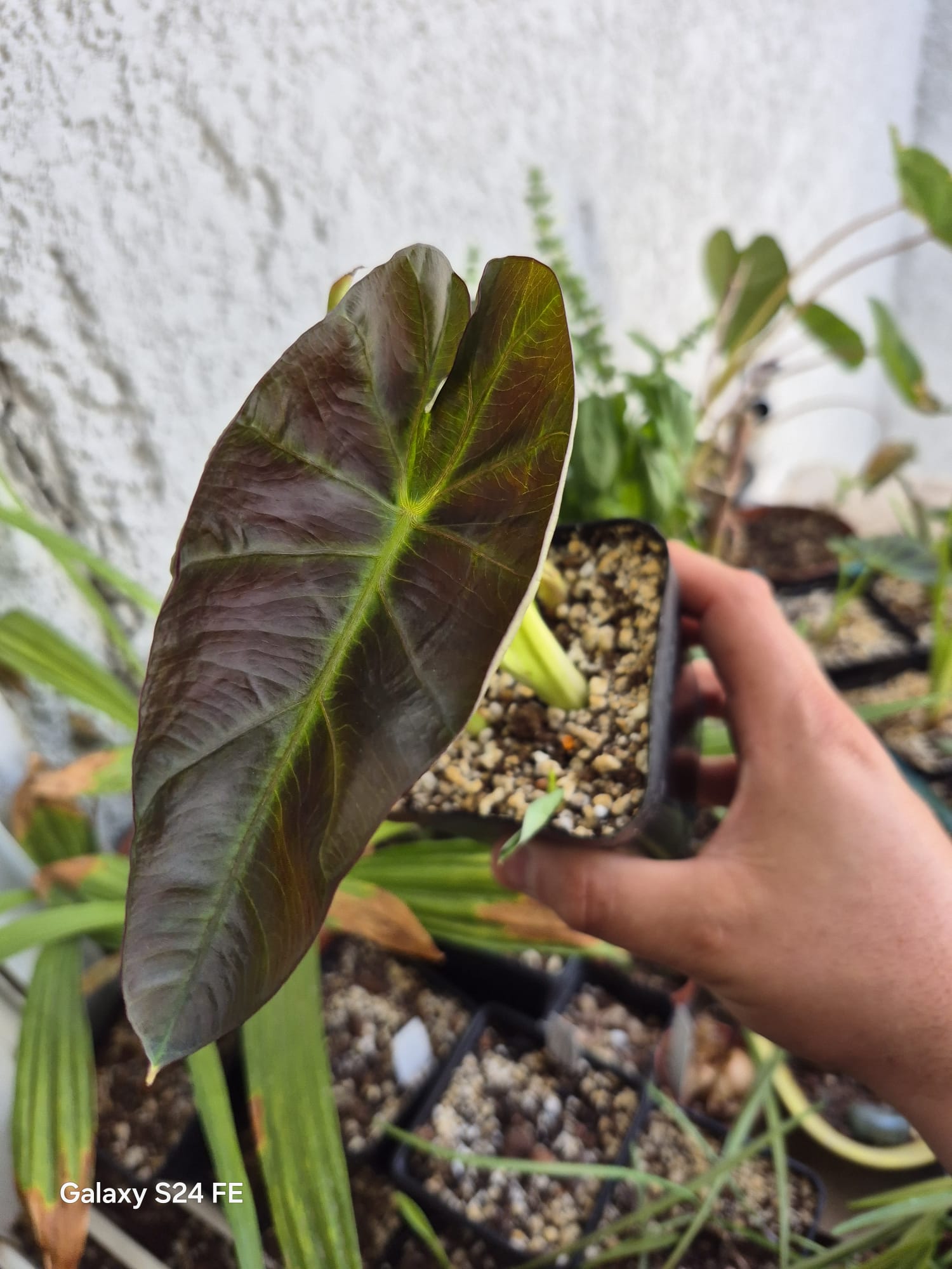 Colocasia Aloha Black